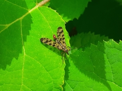 Panorpa meridionalis