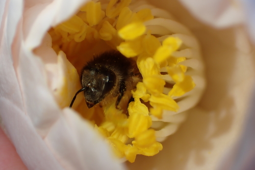 Western Honey Bee