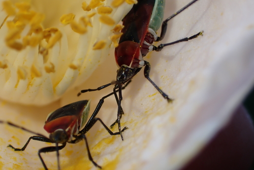 Harlequin Red Bug