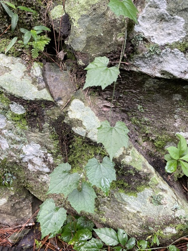 Zehneria guamensis observed 2026-08-15