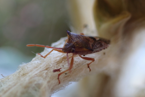 Schellenberg's soldier bug