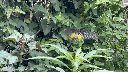 Golden Birdwing