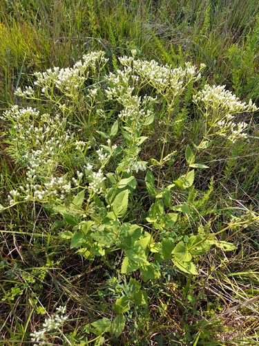 Eupatorium pubescens, photograph 6