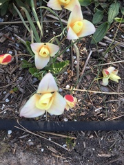 Tulipa clusiana