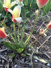 Tulipa clusiana