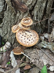 Cerioporus squamosus