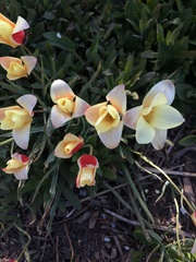 Tulipa clusiana