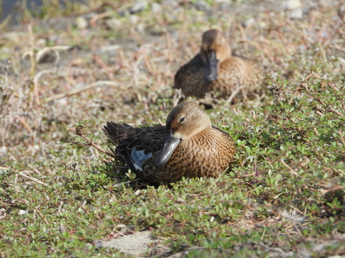 iNaturalist observation photo of Blue-winged Teal