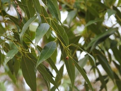 Litsea glaucescens