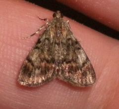 Epipaschia superatalis