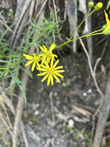 pinnate-leaved groundsel