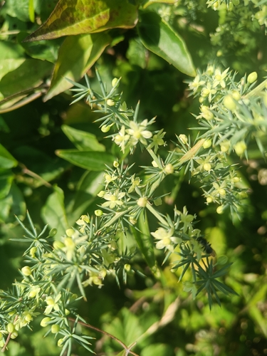 Spiny Asparagus