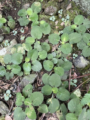 Viola diffusa, 2026-08-15