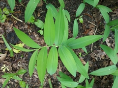 Polygonatum multiflorum