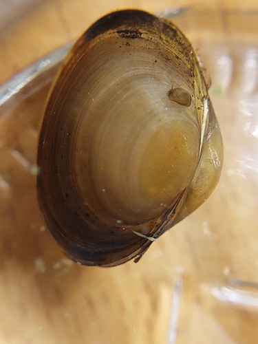 Sphaerium rivicola observed 2026-08-16