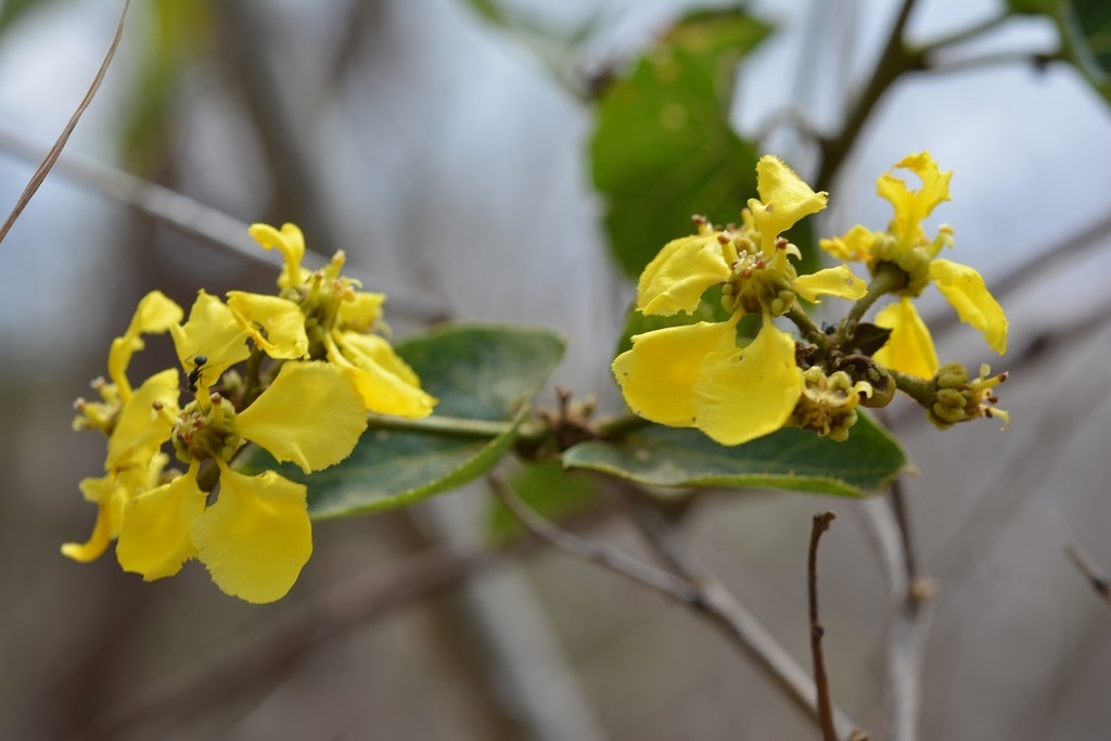 Stigmaphyllon dichotomum