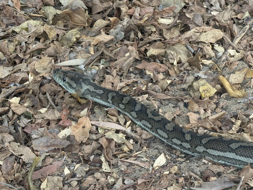 Carpet Python