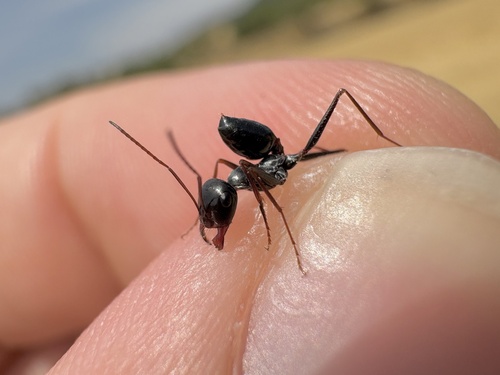 Cataglyphis iberica