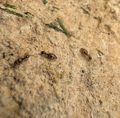 Plagiolepis pygmaea