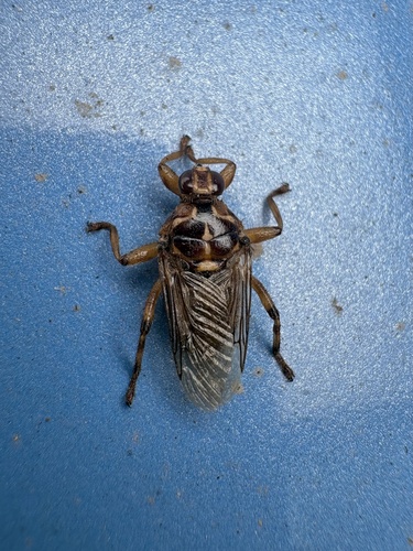 New Forest fly