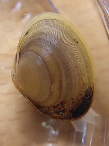 Sphaerium rivicola observed 2026-08-15