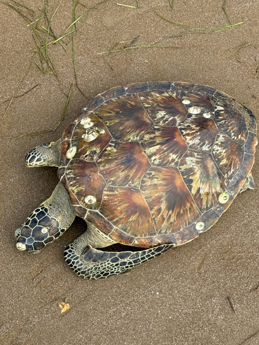 Green Sea Turtle