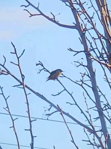 Spotted Pardalote