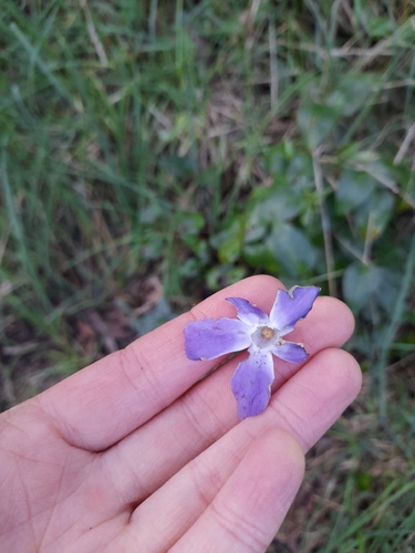 greater periwinkle
