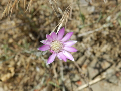 (c) Lena Perova, some rights reserved (CC BY) Xeranthemum annuum, photograph (c) Lena Perova, some rights reserved (CC BY)