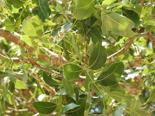 Pacific Coast mahogany (Swietenia humilis)