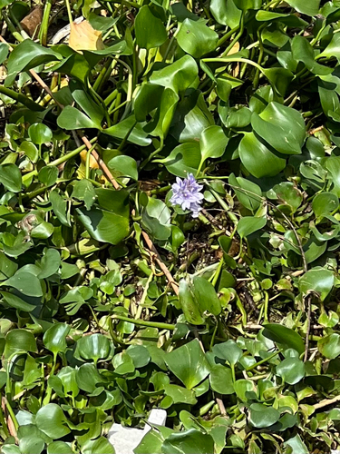 common water hyacinth