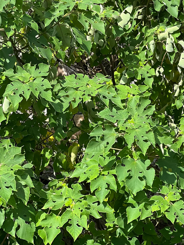 Paper mulberry