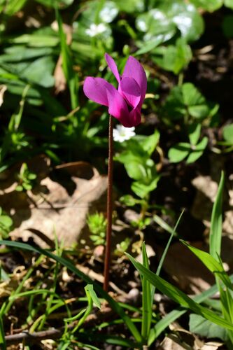 Cyclamen repandum, photograph 1