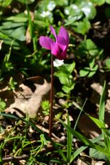 Cyclamen repandum