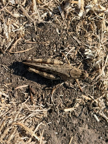 Italian locust