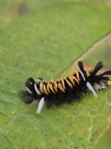 Milkweed Tussock Moth