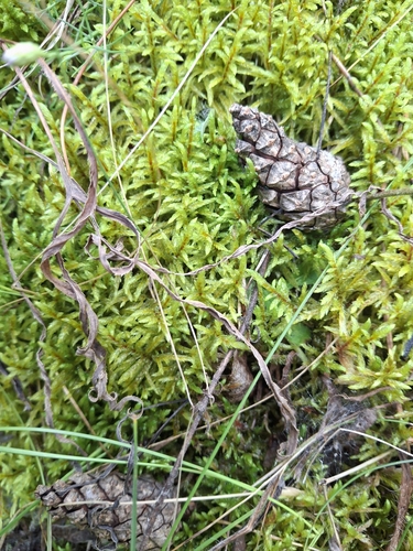 Red-stemmed Feather Moss