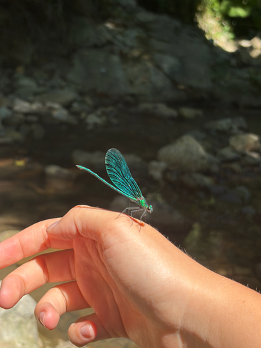Beautiful Demoiselle
