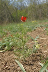 Adonis flammea