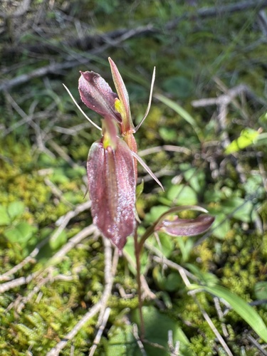 large gnat-orchid