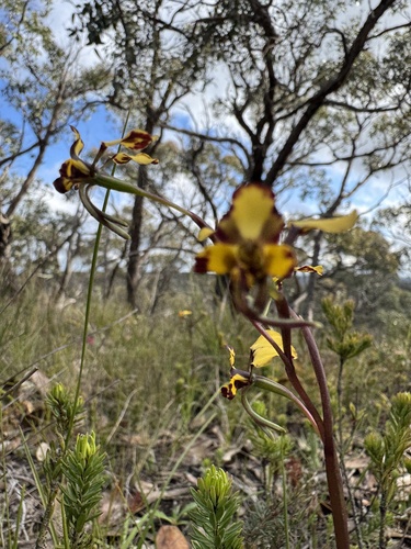 Leopard Orchid