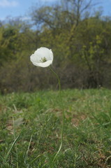 Papaver albiflorum