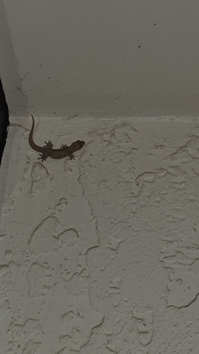 Gehyra mutilata observed 2026-08-15