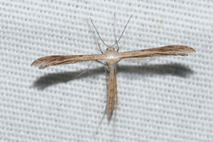 Stenoptilia