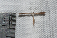 Stenoptilia