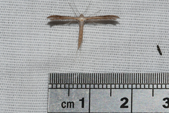 Stenoptilia