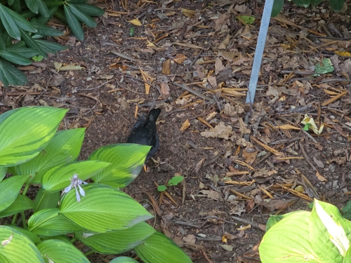 Eurasian Blackbird