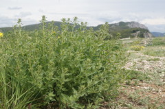 Scrophularia rupestris