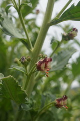 Scrophularia rupestris