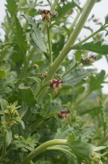 Scrophularia rupestris